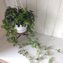 シッサス・シュガーバイン　人気　爽やかな観葉植物　吊り鉢　5号鉢　常緑つる性　 10枚目の画像