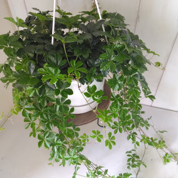 シッサス・シュガーバイン　人気　爽やかな観葉植物　吊り鉢　5号鉢　常緑つる性　 6枚目の画像