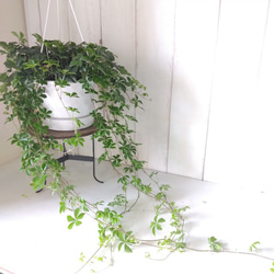 シッサス・シュガーバイン　人気　爽やかな観葉植物　吊り鉢　5号鉢　常緑つる性　 2枚目の画像