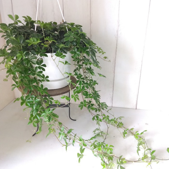 シッサス・シュガーバイン　人気　爽やかな観葉植物　吊り鉢　5号鉢　常緑つる性　 4枚目の画像