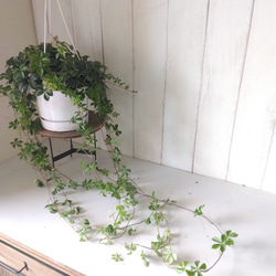 シッサス・シュガーバイン　人気　爽やかな観葉植物　吊り鉢　5号鉢　常緑つる性　 8枚目の画像