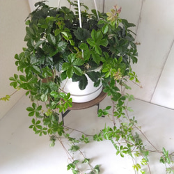 シッサス・シュガーバイン　人気　爽やかな観葉植物　吊り鉢　5号鉢　常緑つる性　 11枚目の画像