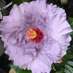 珍しいカラー　ハイビスカス【デニムブルー】花鉢　アンティークブルー　大輪　5号鉢 1枚目の画像