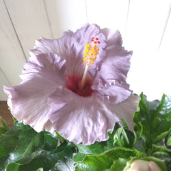 珍しいカラー　ハイビスカス【デニムブルー】花鉢　アンティークブルー　大輪　5号鉢 11枚目の画像