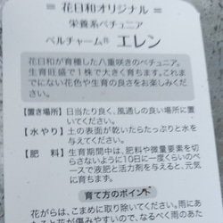 レア！花日和さんのオリジナル八重咲ペチュニア　ベルチャーム　　エレン 5枚目の画像