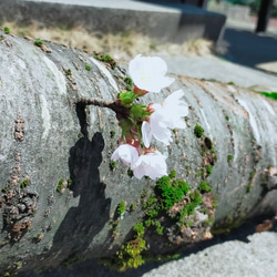 桜のペンダントライト、シェード(一品物)/セラピストが作る木工品 #0100 13枚目の画像
