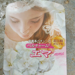 レア！香り高い花日和さんのオリジナル八重咲ペチュニア　ベルチャーム　エマ 6枚目の画像
