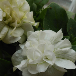 レア！香り高い花日和さんのオリジナル八重咲ペチュニア　ベルチャーム　エマ 1枚目の画像