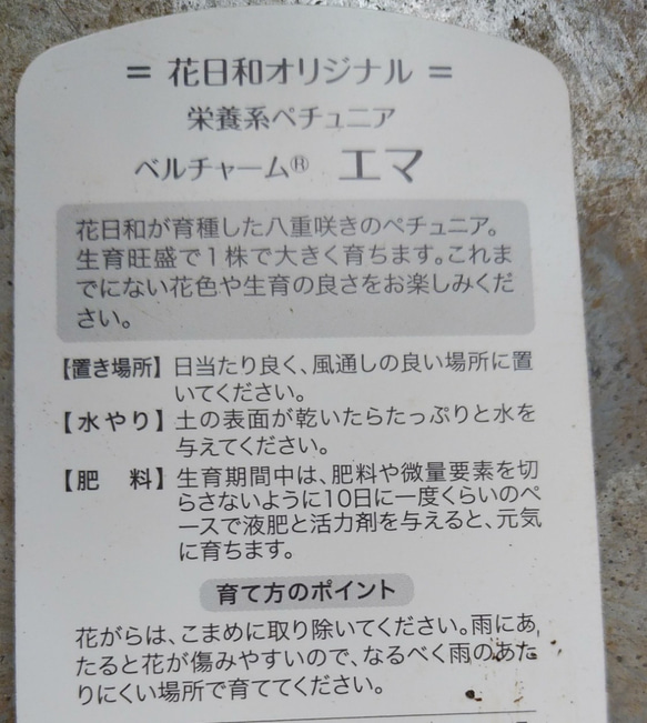レア！香り高い花日和さんのオリジナル八重咲ペチュニア　ベルチャーム　エマ 7枚目の画像