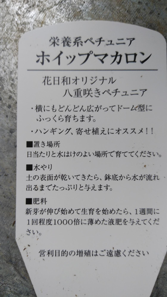 花日和さんの　栄養系ペチュニア　ホイップマカロン　ホワイト＊* 6枚目の画像