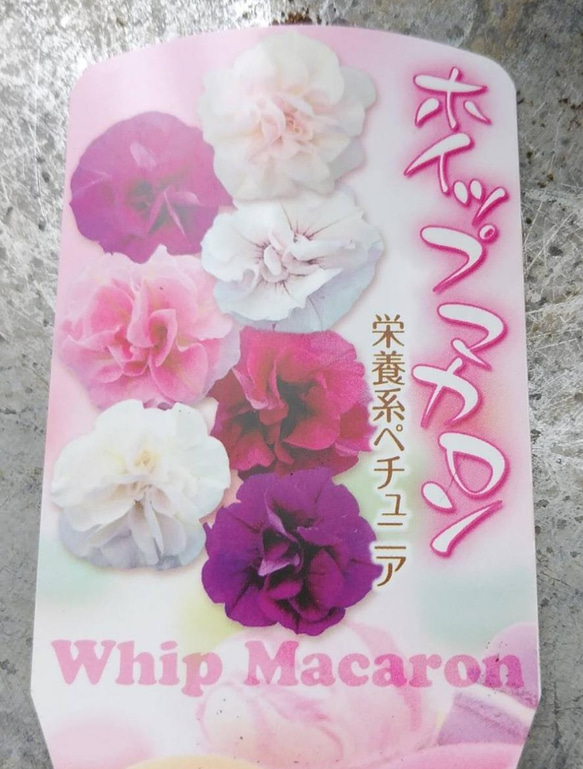 花日和さんの　栄養系ペチュニア　ホイップマカロン　ホワイト＊* 5枚目の画像