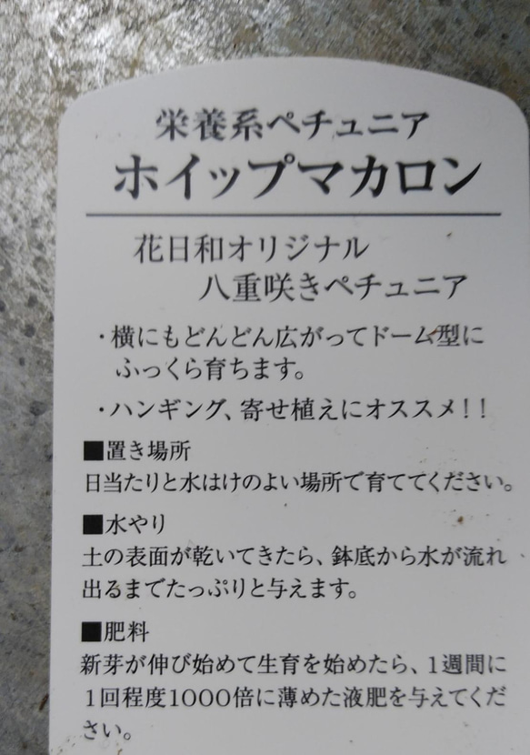 花日和さんの　栄養系ペチュニア　ホイップマカロン　ストロベリー＊* 5枚目の画像