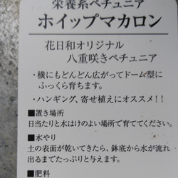 花日和さんの　栄養系ペチュニア　ホイップマカロン　サクラ＊* 5枚目の画像