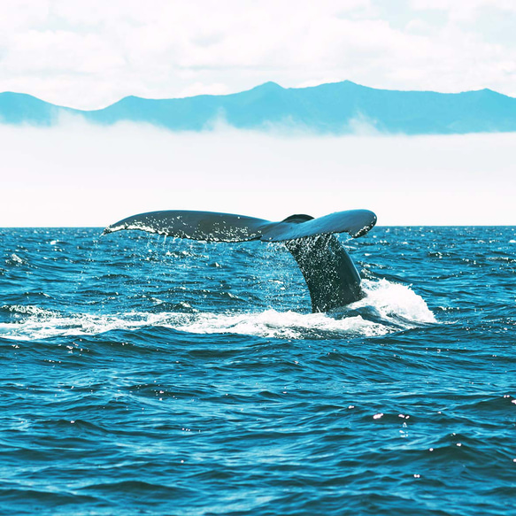 ターコイズブルーの、揺れ輝くホエールテールピアス（イヤリング対応可）　クジラの尾ひれ　SLV925刻印有 4枚目の画像