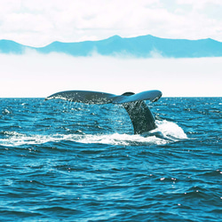 シルバーの、揺れ輝くホエールテールピアス（イヤリング対応可）　クジラの尾ひれ　SLV925刻印有り 5枚目の画像