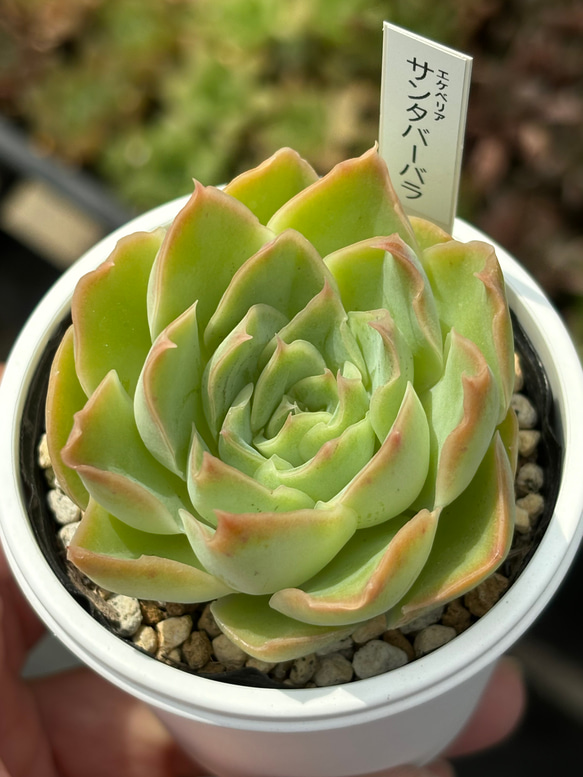 サンタバーバラ 多肉植物 （記録（サンタバーバラetc.……） | 日々の 