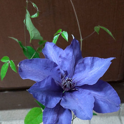 クレマチス【ザ・プレジデント】濃紺の美しく清々しい花  群生の圧巻 6枚目の画像