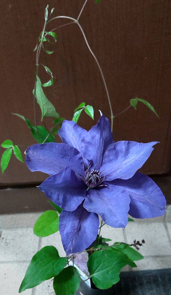 クレマチス【ザ・プレジデント】濃紺の美しく清々しい花  群生の圧巻 6枚目の画像