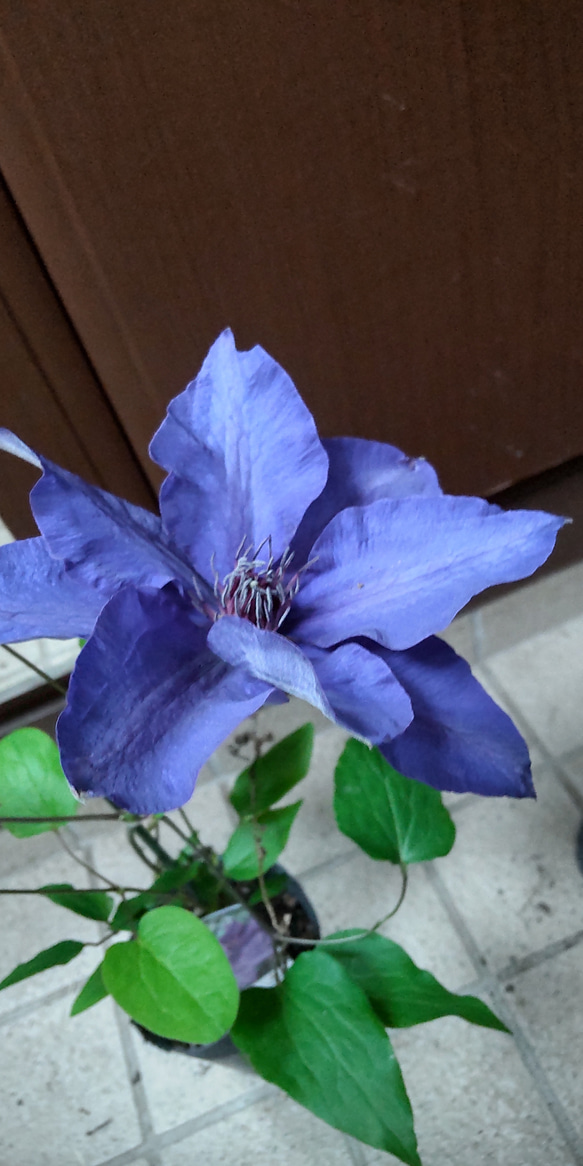 クレマチス【ザ・プレジデント】濃紺の美しく清々しい花  群生の圧巻 7枚目の画像