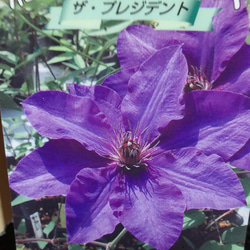 クレマチス【ザ・プレジデント】濃紺の美しく清々しい花  群生の圧巻 2枚目の画像