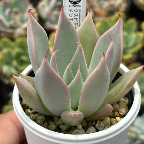 人気原種！☆クスピダータメンチャカ実生 多肉植物 ケーレス 自家実生