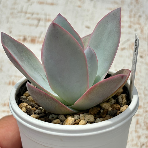 人気原種！☆カンテ 実生 多肉植物 ケーレス 自家実生苗 多肉