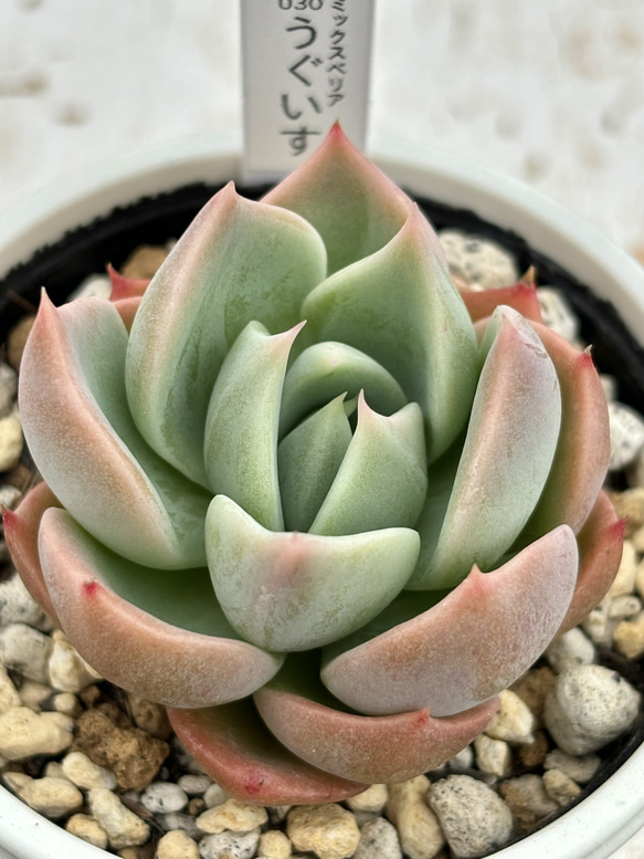 人気レア品種！★うぐいす 多肉植物 自家栽培 国産 3枚目の画像