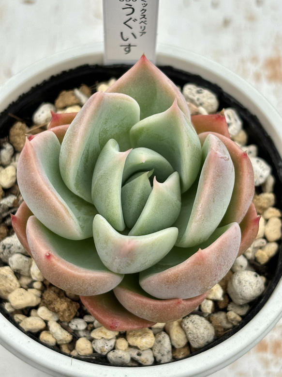 人気レア品種！★うぐいす 多肉植物 自家栽培 国産 4枚目の画像