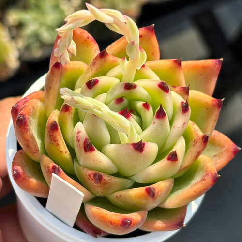 人気レア品種！☆ブルードラゴン 多肉植物 自家栽培 国産 多肉植物 美