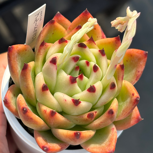 多肉植物 ブルードラゴン ブルードラゴン – 多肉植物の通販・販売サイト tawawa