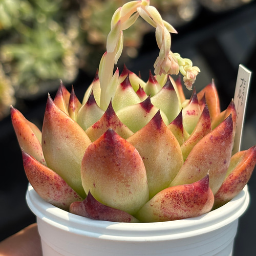 人気レア品種!☆ブルードラゴン 多肉植物 自家栽培 国産 多肉 人気レア品種!☆ブルードラゴン 多肉植物 自家栽培 国産 多肉