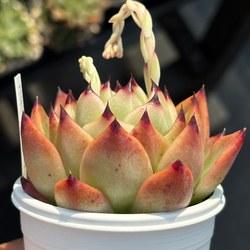 人気レア品種！☆ブルードラゴン 多肉植物 自家栽培 国産 多肉