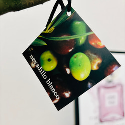 ［現品］3番　創樹　オリーブ　ネバディロブランコ　6号　観葉植物  屋外　ベランダ  souju オリーブの木　おしゃれ 11枚目の画像
