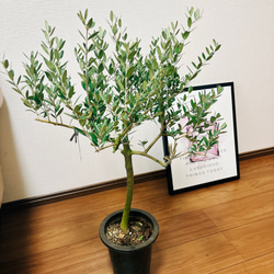 ［現品］3番　創樹　オリーブ　ネバディロブランコ　6号　観葉植物  屋外　ベランダ  souju オリーブの木　おしゃれ 2枚目の画像