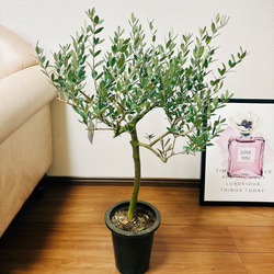 ［現品］3番　創樹　オリーブ　ネバディロブランコ　6号　観葉植物  屋外　ベランダ  souju オリーブの木　おしゃれ 1枚目の画像