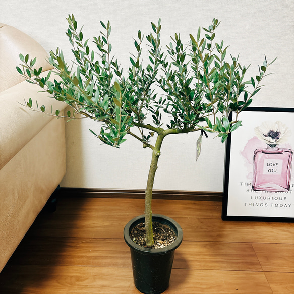 ［現品］3番　創樹　オリーブ　ネバディロブランコ　6号　観葉植物  屋外　ベランダ  souju オリーブの木　おしゃれ 8枚目の画像