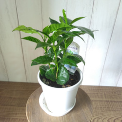 次回入荷未定 エバーフレッシュ 高さ◎ 樹形綺麗 ボリューム