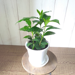 希少　コーヒーの木　３株植え　4号鉢　観葉植物　樹形綺麗　テーブルサイズ 12枚目の画像