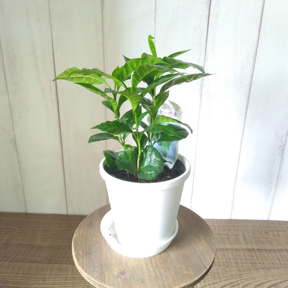 希少　コーヒーの木　３株植え　4号鉢　観葉植物　樹形綺麗　テーブルサイズ 5枚目の画像