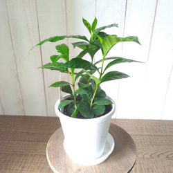 希少　コーヒーの木　３株植え　4号鉢　観葉植物　樹形綺麗　テーブルサイズ 10枚目の画像