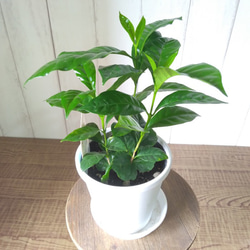 希少　コーヒーの木　３株植え　4号鉢　観葉植物　樹形綺麗　テーブルサイズ 11枚目の画像