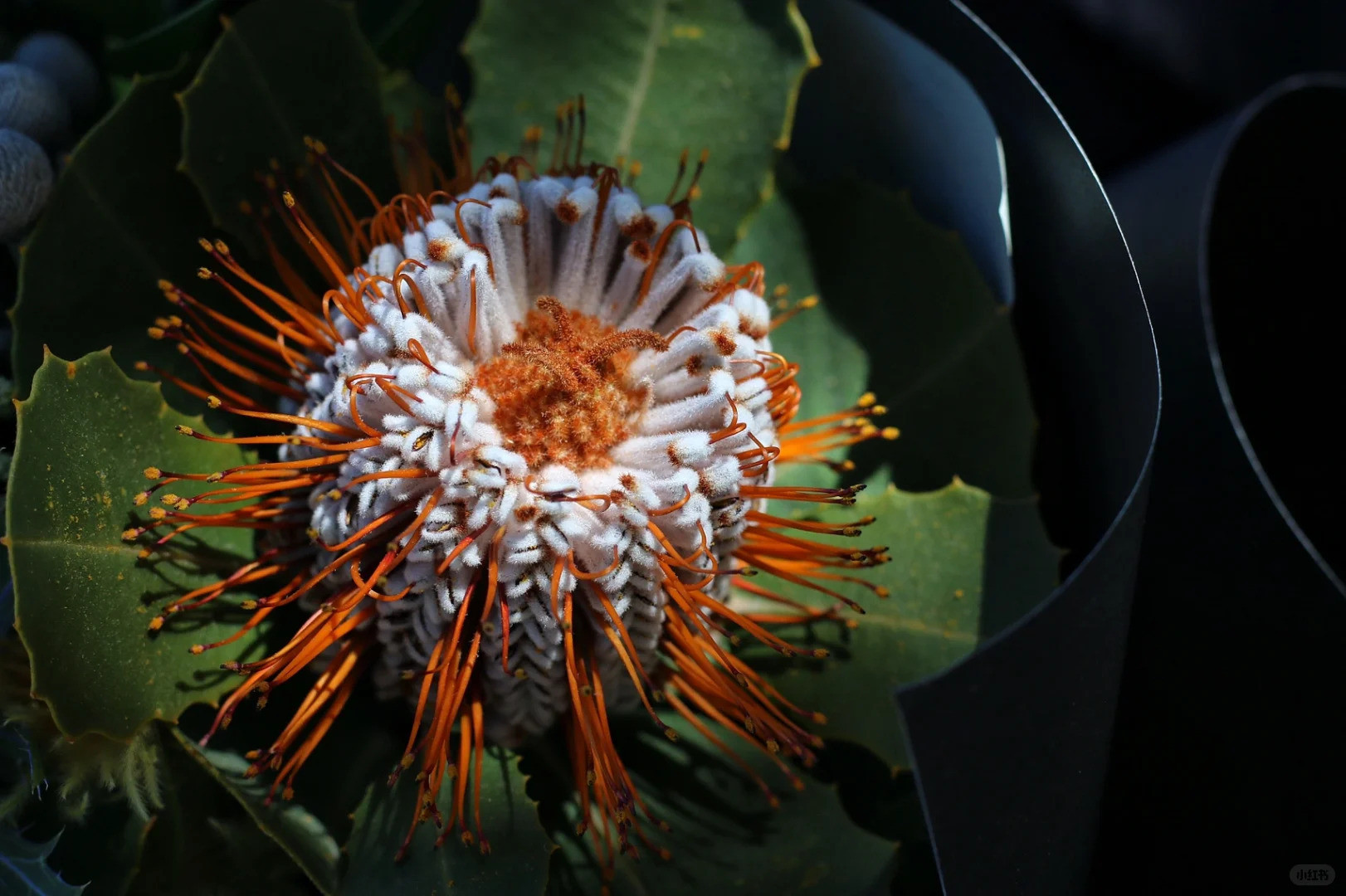 南アフリカの花束 生花