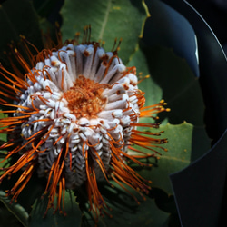 南アフリカの花束 生花 3枚目の画像