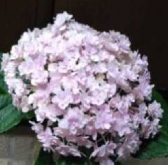 八重咲きの小花の集まり【みやび A】てまりてまりとは又違った雰囲気の西洋紫陽花プレゼントにも喜ばれます 2枚目の画像