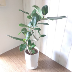 【現品】フィカス【ベンガレンシス曲がり】ゴムの木　人気観葉植物　陶器鉢受皿付　樹形綺麗◎　高さ72◎　幹太◎ 8枚目の画像