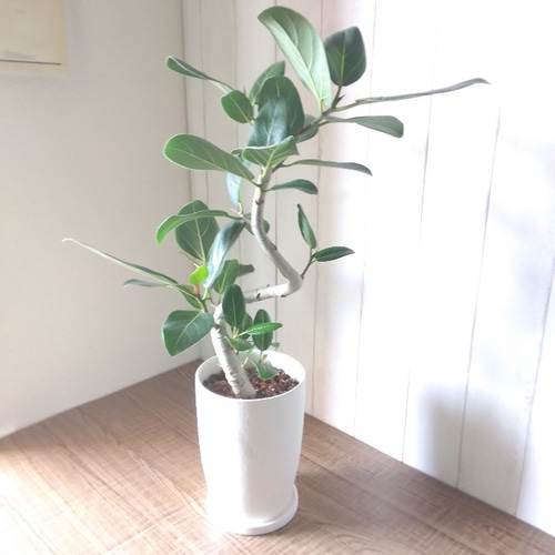 現品】フィカス【ベンガレンシス曲がり】ゴムの木 人気観葉植物 陶器鉢 