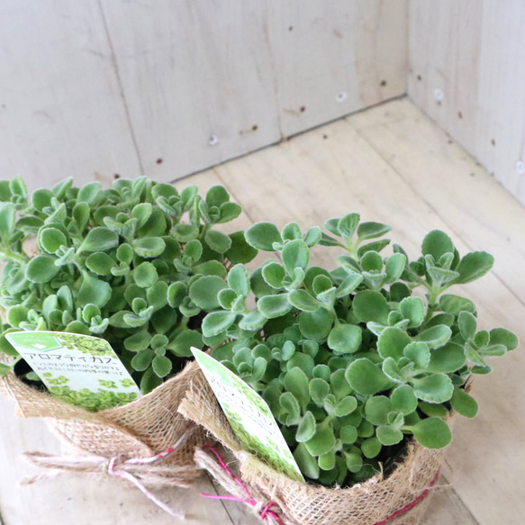 ２ポットセット♡香る♡多肉植物♡アロマティカス♡ハーブ♡ 4枚目の画像