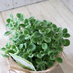 ２ポットセット♡香る♡多肉植物♡アロマティカス♡ハーブ♡ 7枚目の画像