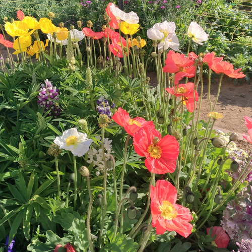 40% OFF ❤︎❤️❤︎ ¥19,800→¥11,900『Anemone アネモネ畑 V3』墨絵