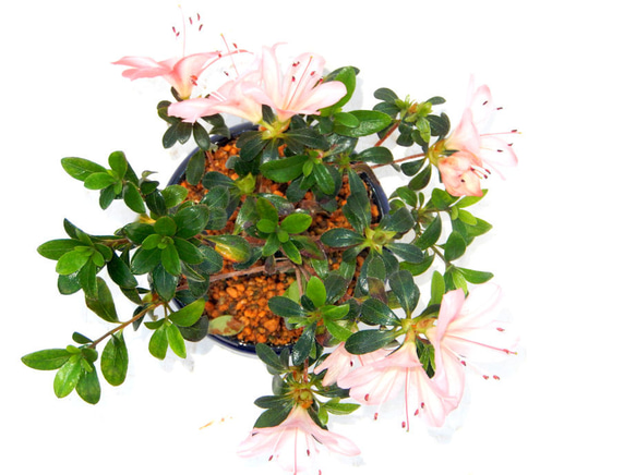 ５月に開花 サツキ（品種　八咫の鏡） ミニ盆栽　盆栽　小品盆栽　やたのかがみ　ヤタノカガミ　毎年花が咲きます　送料無料 3枚目の画像